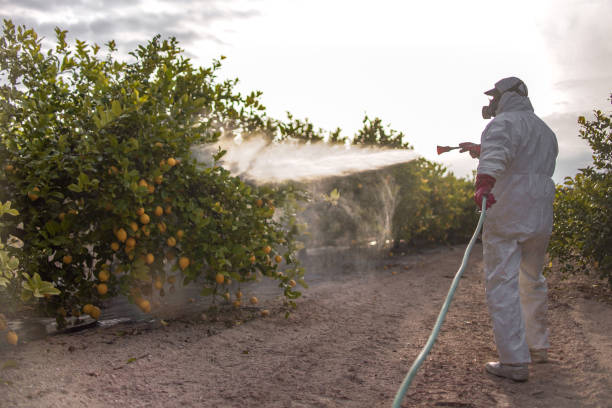 Reliable Stratford, TX Pest Control Solutions
